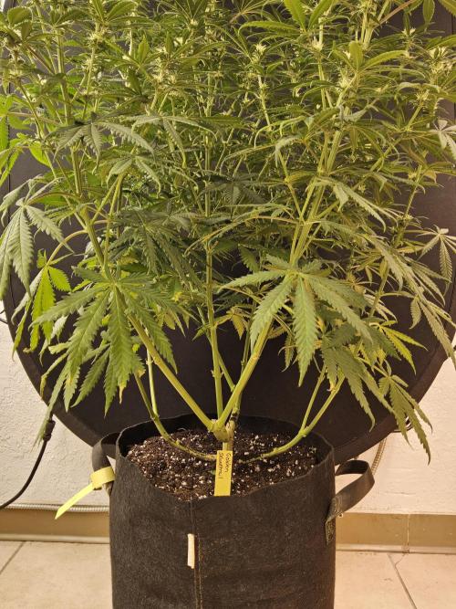Freaky Skunk. Week 11