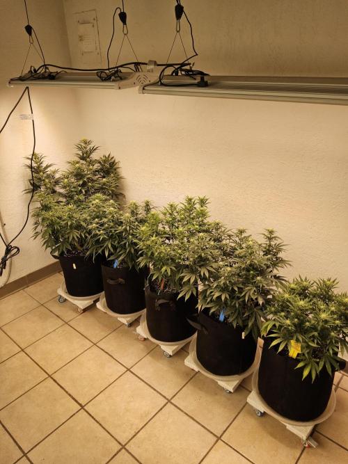 Freaky Skunk. Week 11