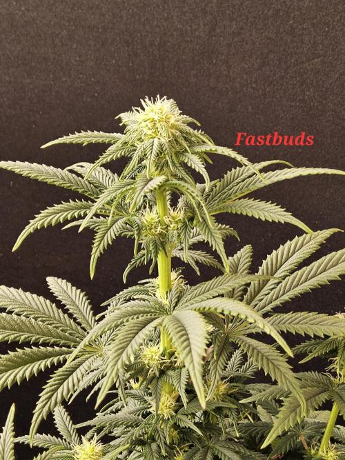 Fast Mystery. Week 11