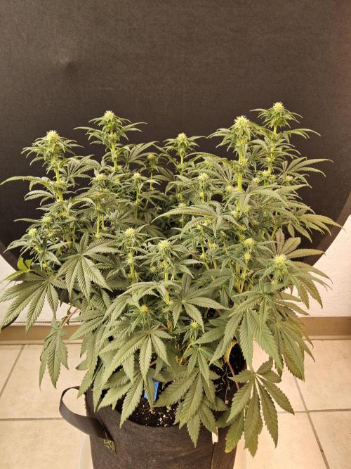 Fast Mystery. Week 11