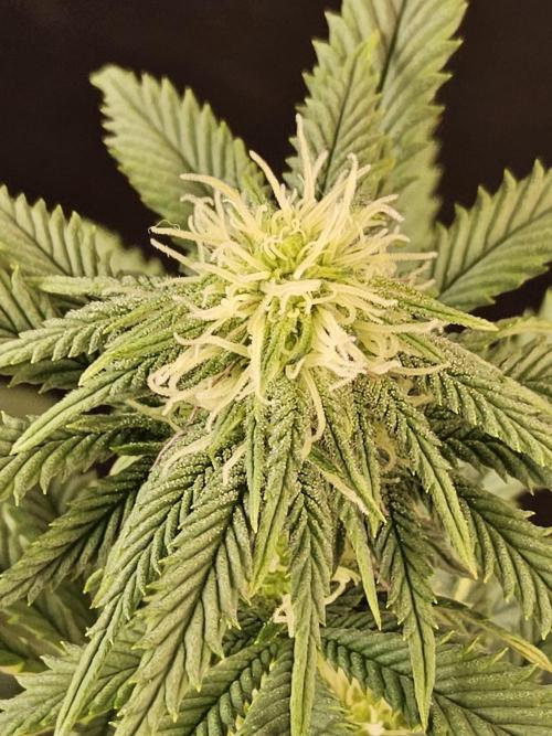 Fast Mystery. Week 11
