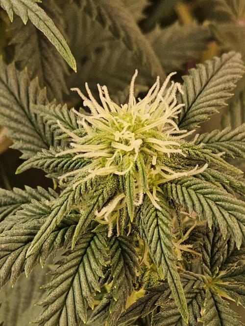 Fast Mystery. Week 11