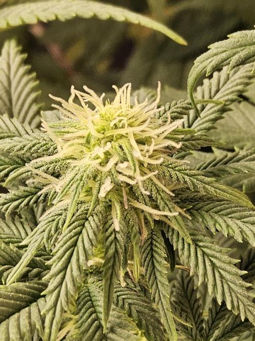 Fast Mystery. Week 11