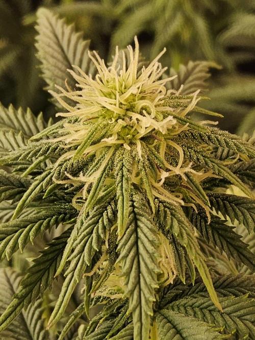Fast Mystery. Week 11
