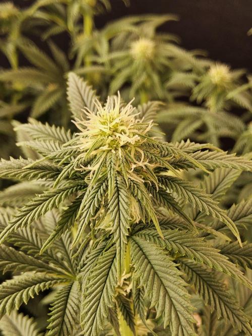 Fast Mystery. Week 11