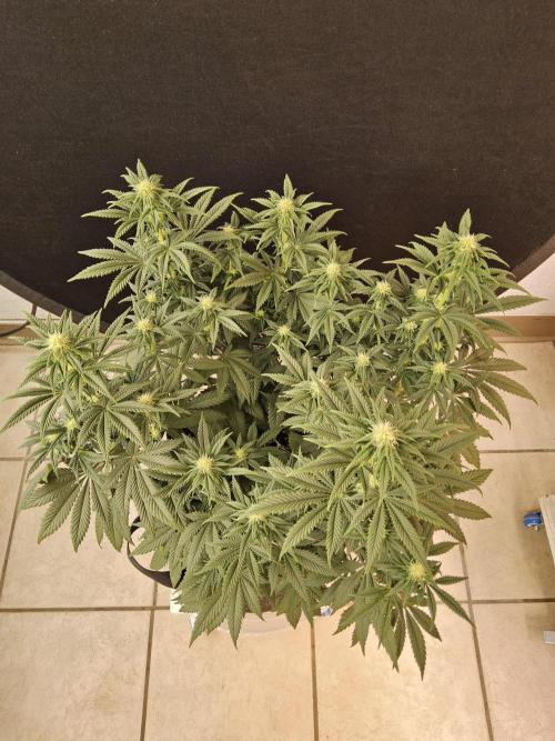 Fast Mystery. Week 11