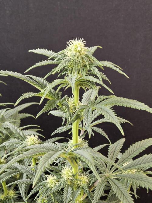 Fast Mystery. Week 11