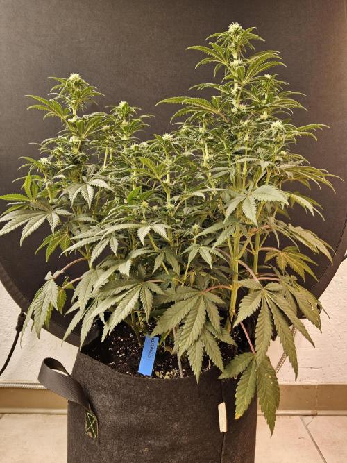 Fast Mystery. Week 11