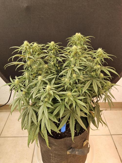 MSNL Fiber. Week 11