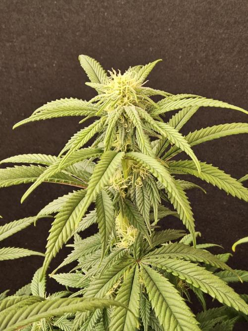 MSNL Fiber. Week 11