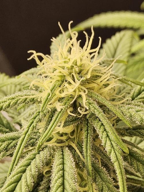 MSNL Fiber. Week 11