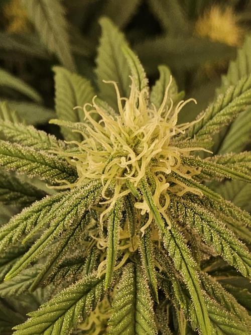 MSNL Fiber. Week 11
