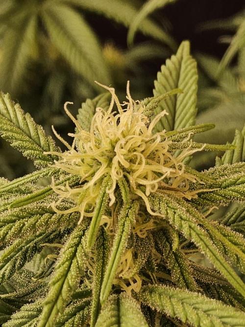 MSNL Fiber. Week 11