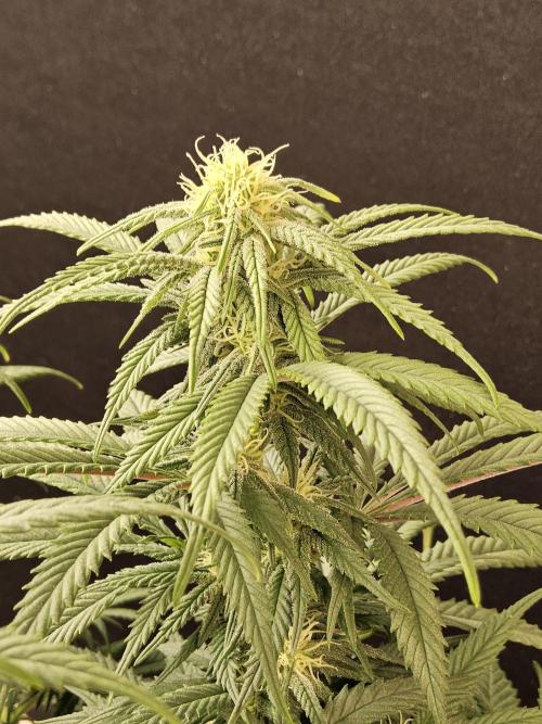 MSNL Fiber. Week 11