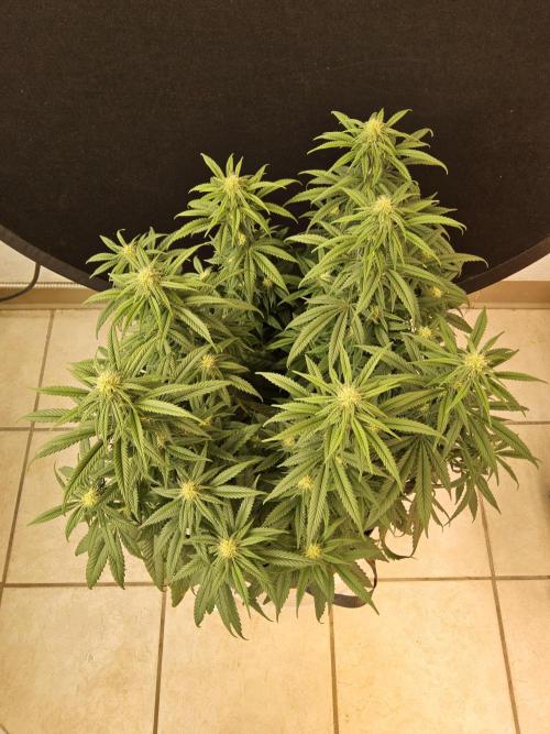 MSNL Fiber. Week 11