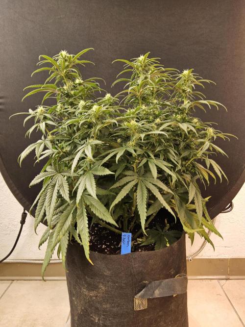 MSNL Fiber. Week 11