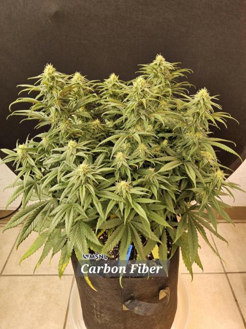 MSNL Fiber. Week 12