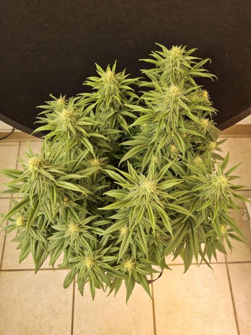 MSNL Fiber. Week 12