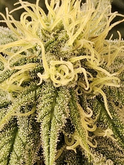 MSNL Fiber. Week 12