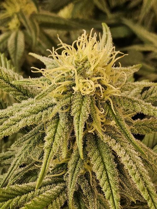MSNL Fiber. Week 12