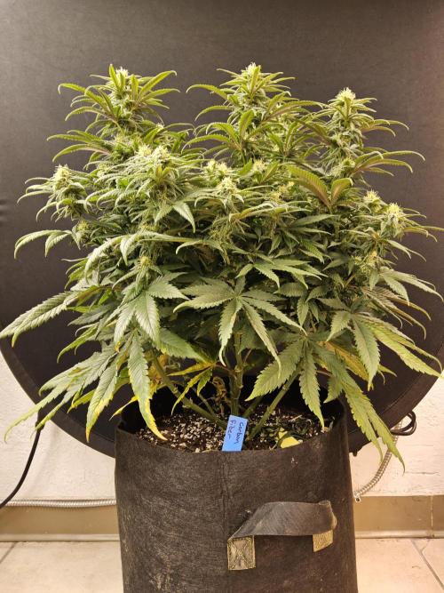 MSNL Fiber. Week 12