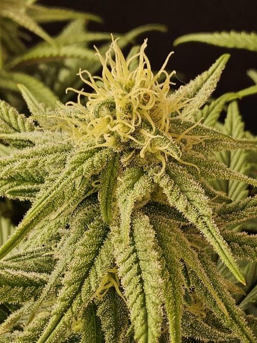 MSNL Fiber. Week 12