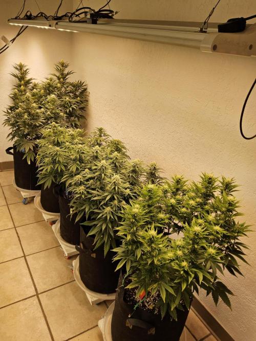 MSNL Fiber. Week 12