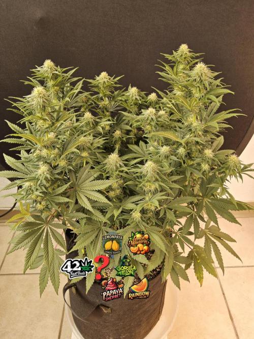 Fast Mystery. Week 12