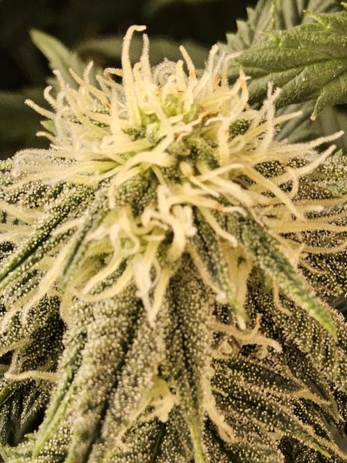 Fast Mystery. Week 12