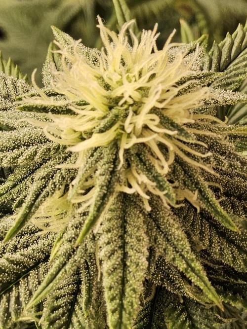 Fast Mystery. Week 12