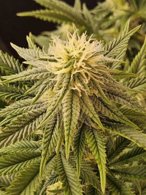 Fast Mystery. Week 12