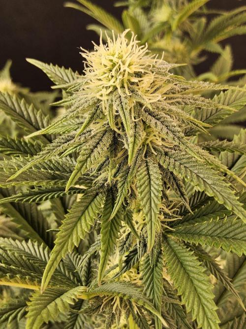 Fast Mystery. Week 12