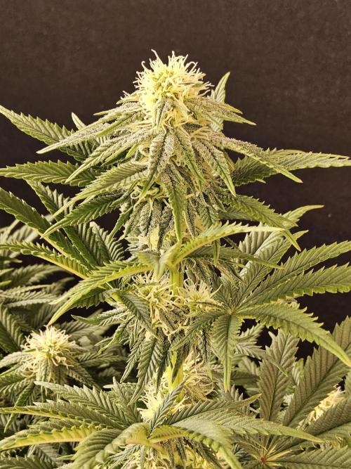 Fast Mystery. Week 12