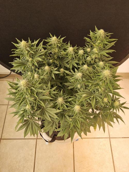 Fast Mystery. Week 12