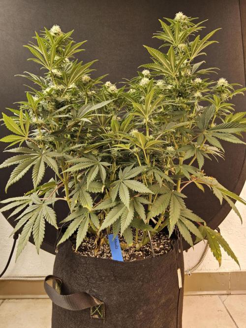 Fast Mystery. Week 12