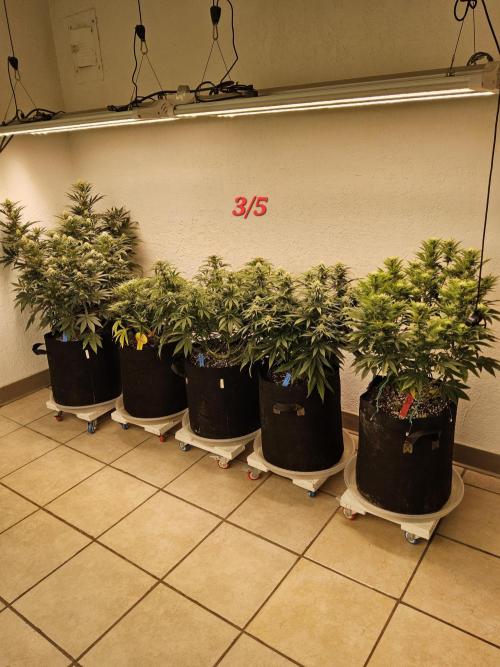 Fast Mystery. Week 12