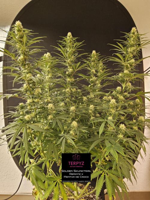 Freaky Skunk. Week 12