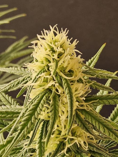 Freaky Skunk. Week 12