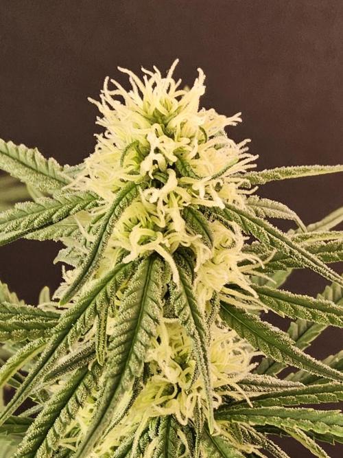 Freaky Skunk. Week 12