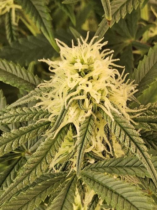 Freaky Skunk. Week 12