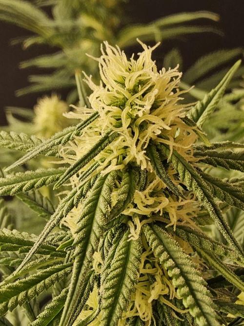 Freaky Skunk. Week 12