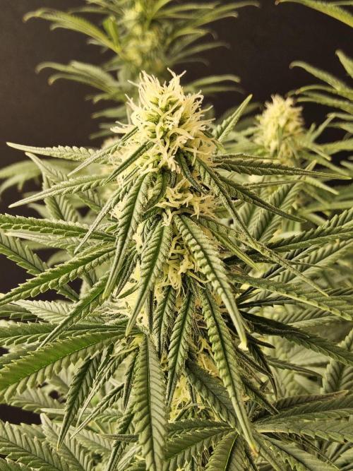 Freaky Skunk. Week 12