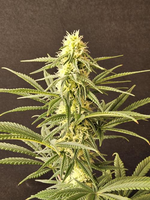 Freaky Skunk. Week 12