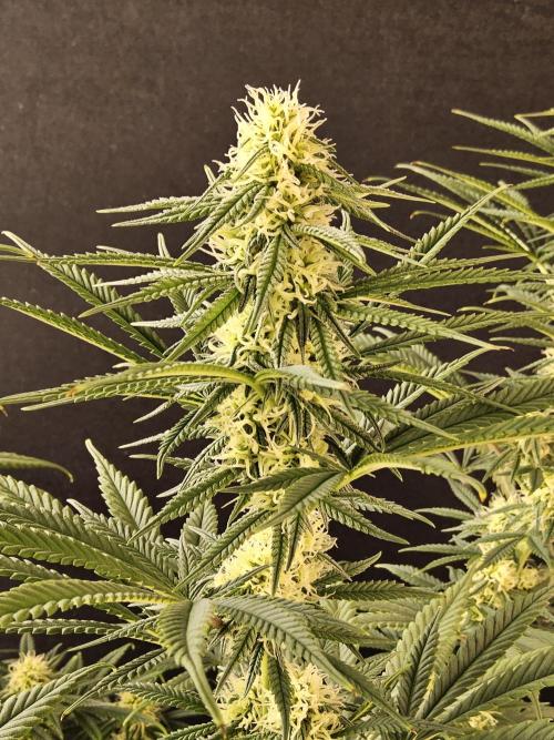 Freaky Skunk. Week 12