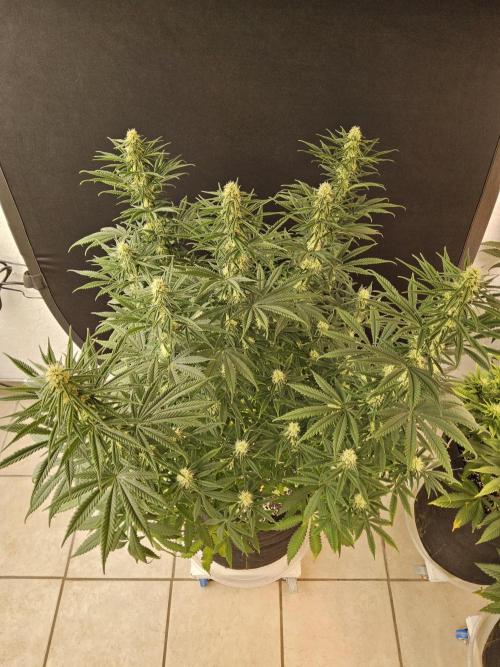 Freaky Skunk. Week 12