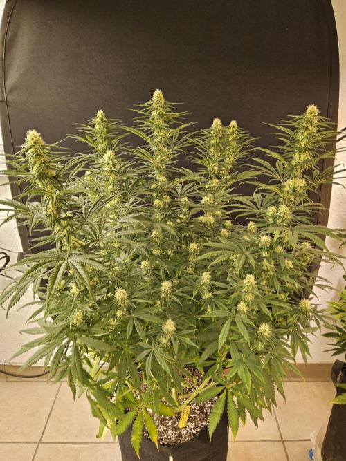 Freaky Skunk. Week 12