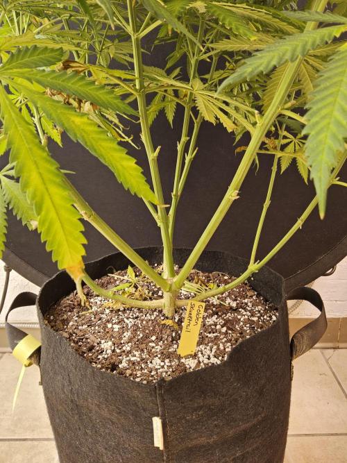 Freaky Skunk. Week 12