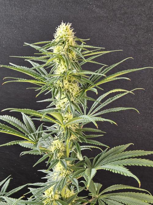 Freaky Skunk. Week 12