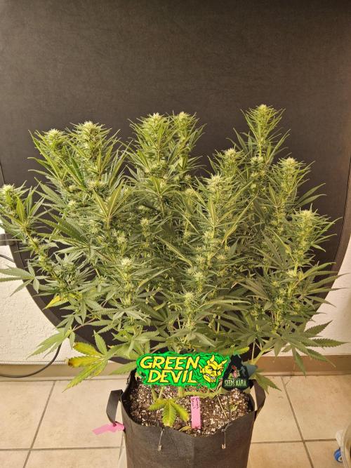 Mafia Devil. Week 12