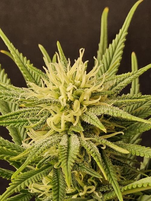 Mafia Devil. Week 12